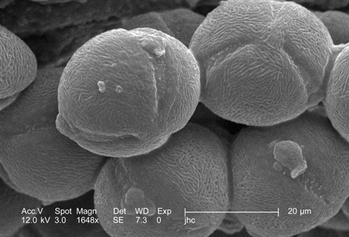 Pollen grains